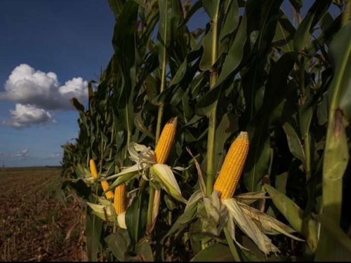 Conab analisa efeitos da falta de chuvas nas lavouras de milho, algodão e trigo
