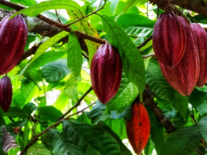 Recebimento nacional de cacau pelas indústrias tem queda de 1,9% em julho