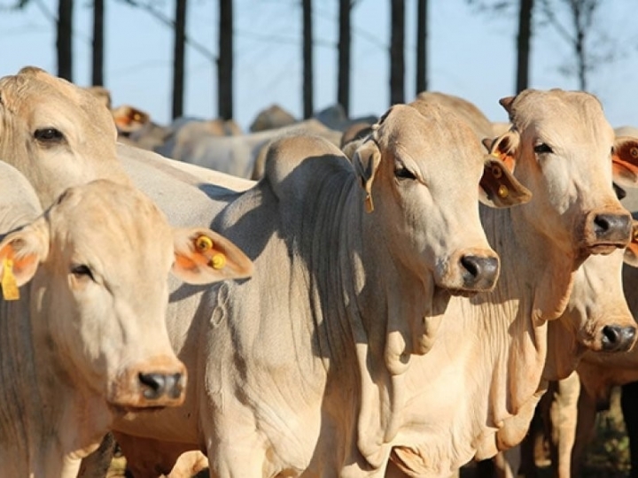 Emirados Árabes compram mais carne bovina brasileira