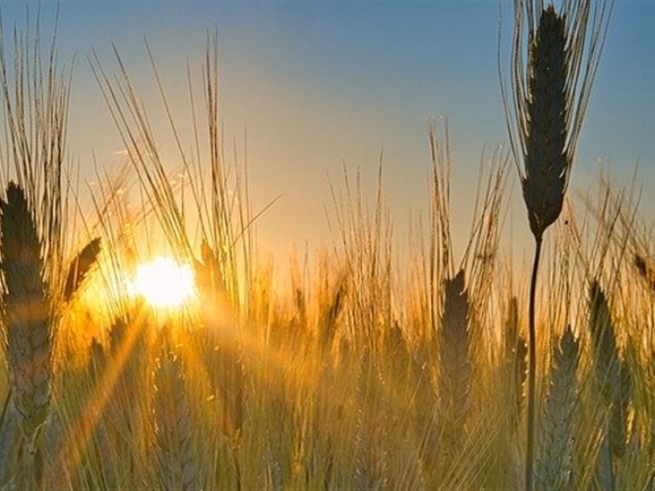 Expectativas positivas para safra de trigo exige investimento dos produtores 