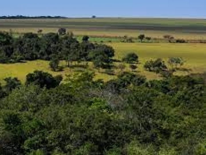 Serviço Florestal e estados avançam na implantação da análise dinamizada do Cadastro Ambiental Rural