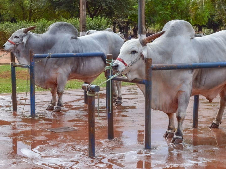 Expogenética 2021: feira agropecuária será vitrine para a melhor genética do Brasil