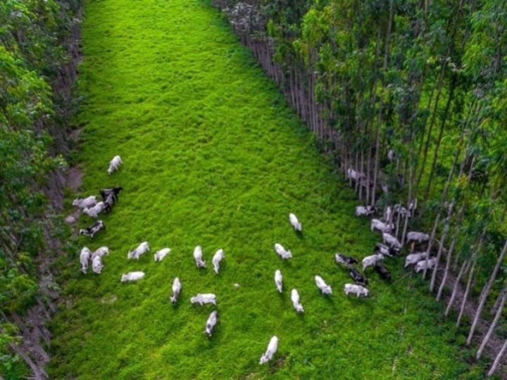 Sociedade civil pode participar de consulta pública sobre plano para agricultura de baixo carbono