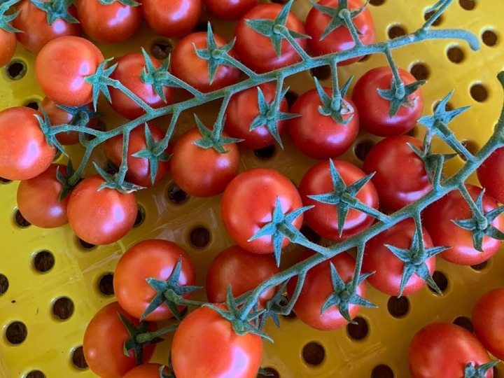 Tomate tipo grape: Alta tecnologia leva vantagens à produção