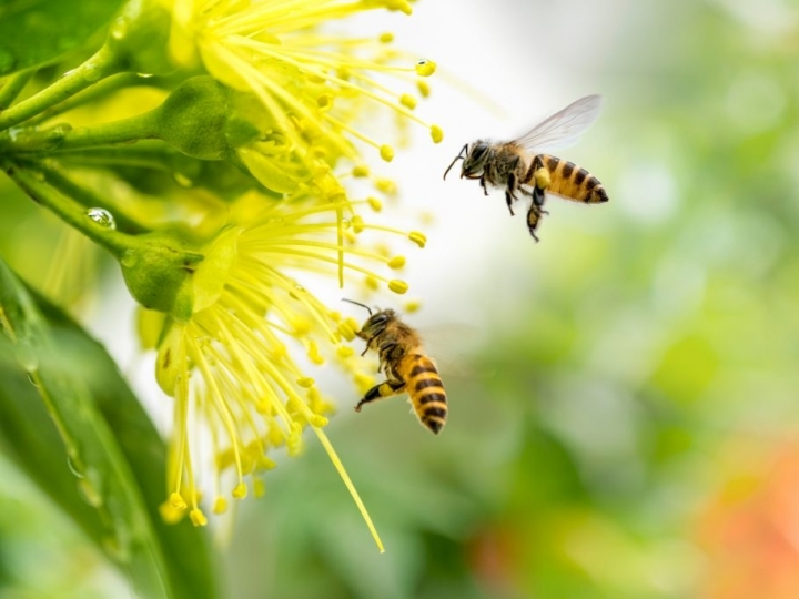 Polinização aumenta produção agrícola, mas depende de áreas de vegetação natural