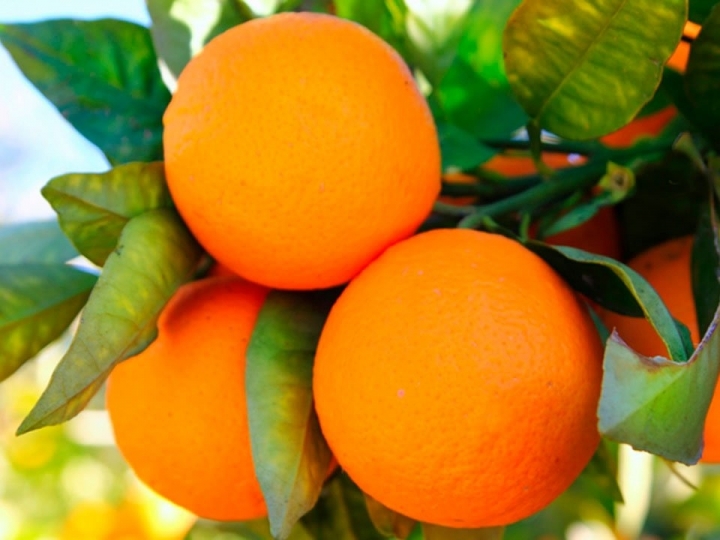 SP deve aumentar em 2,06% produção de culturas anuais 