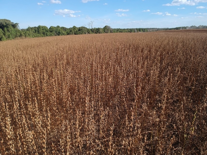 Cultivo do gergelim no Brasil cresce 230% em um ano