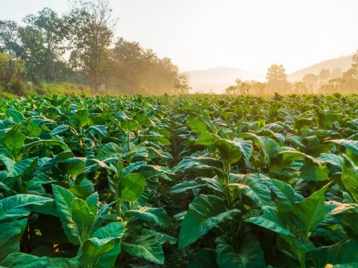Uso de tecnologia de ponta impulsiona o bom momento da agricultura