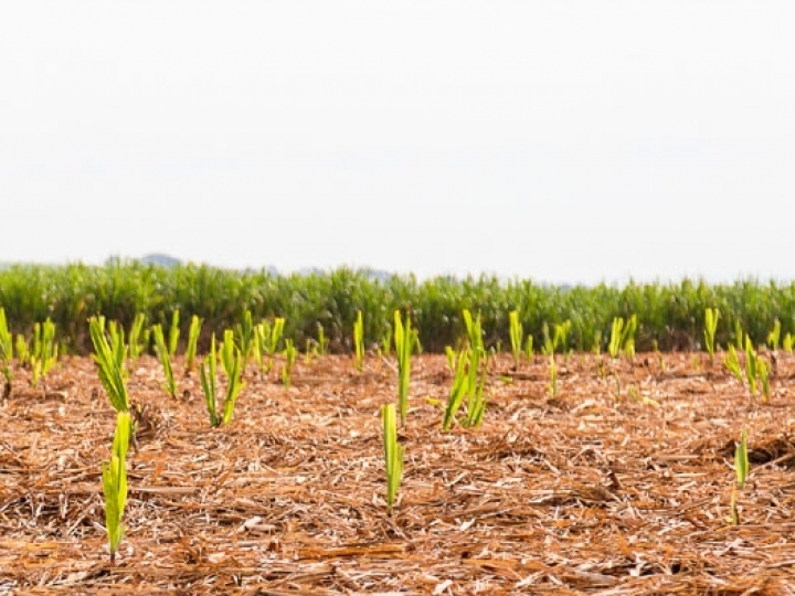 Falta do glifosato pode ser suprida com alternativas presentes no mercado nacional
