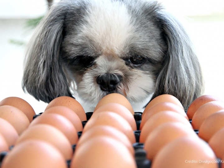 Ovo é alimento saudável e adequado para a alimentação dos pets?