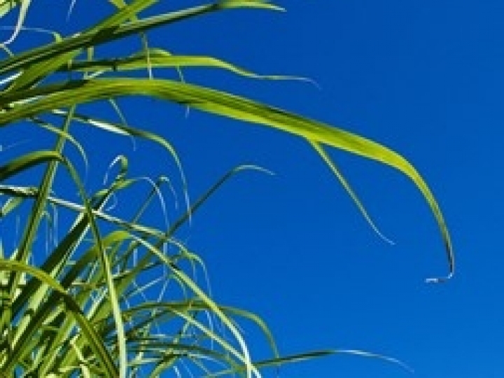 FMC apresenta portfólio completo na Megacana 2021