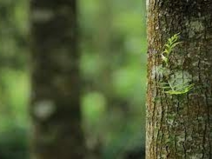 CEBDS lança marco regulatório para o mercado de carbono no Brasil