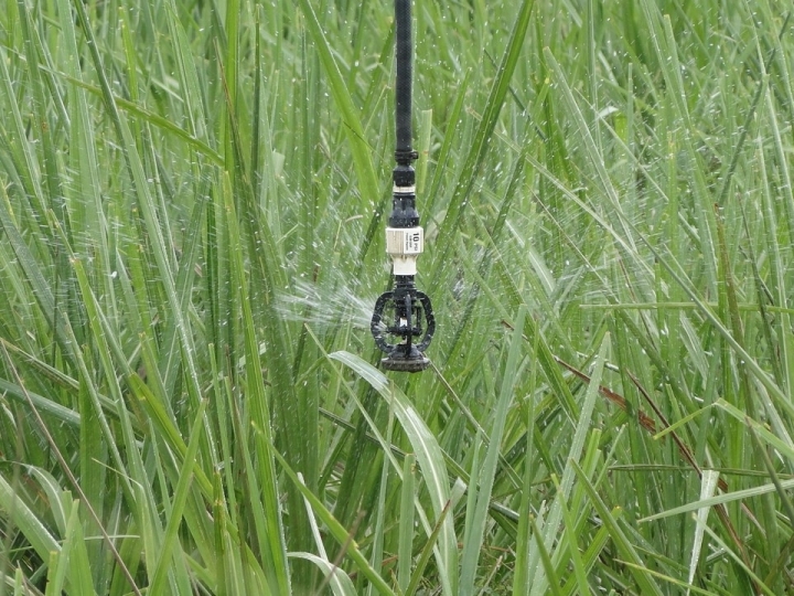 Cuidados no tratamento de soqueira permitem mais longevidade aos canaviais 