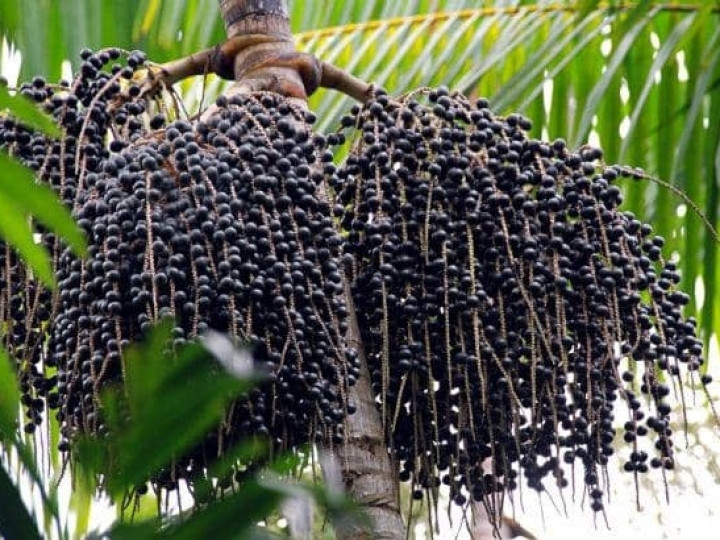 Demanda por café e açaí aumenta e abre oportunidade para exportadores