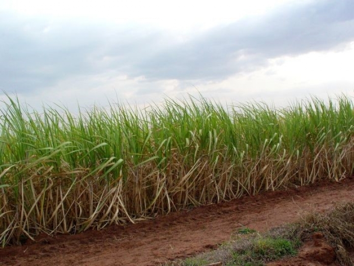 Os ganhos e as formas de manejo de micronutrientes em cana são tema de Workshop do IAC