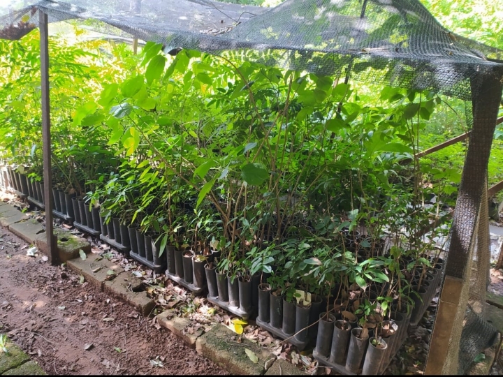 Tereos doa mudas de árvores nativas para Guaíra