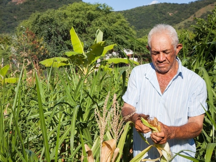 Congresso aprova auxílio emergencial à agricultura familiar, que depende de sanção presidencial 