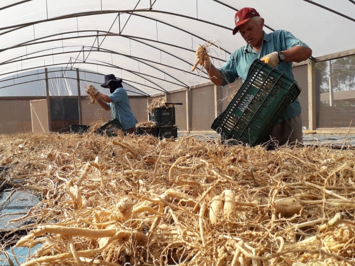 Utilizado em chás e cosméticos, ginseng de origem paranaense cresce na exportação