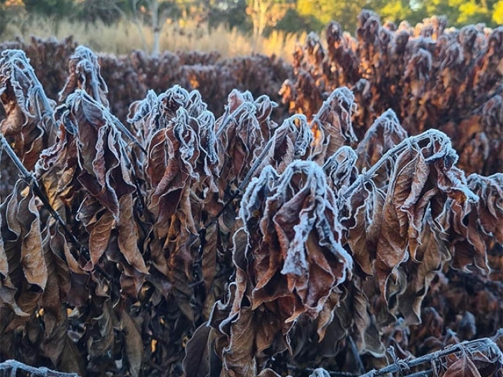 CMN aprova reserva de recursos do Funcafé para produtores atingidos pela geada