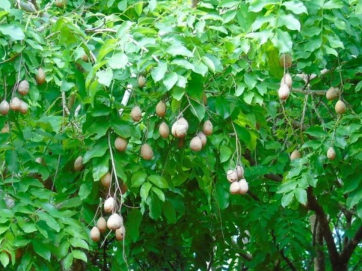 Melhoramento genético: seminário destaca programas de citros, baru e trigo sequeiro e irrigado