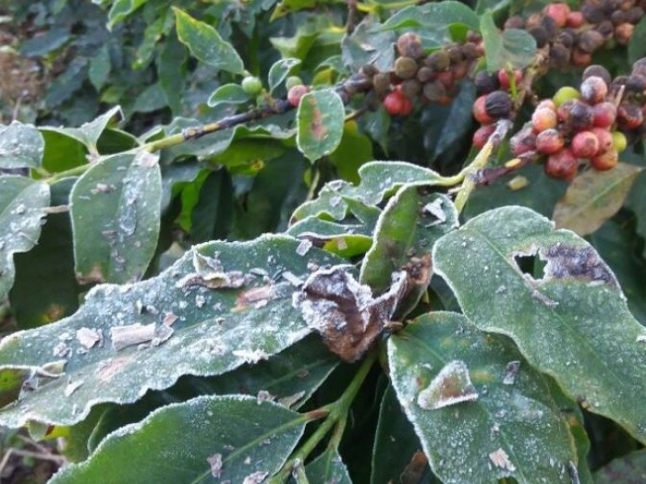 1,3 bilhão de reais para ajudar cafeicultores afetados pela geada