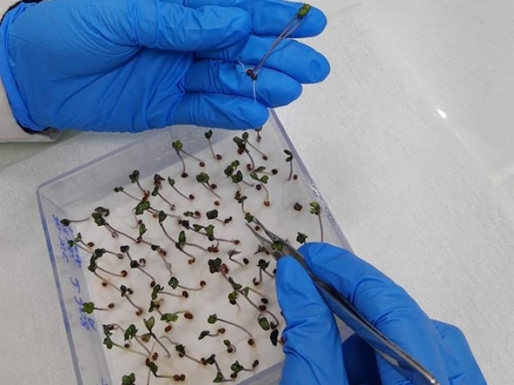 Cientistas combinam imagens multiespectrais com raios X para analisar sementes