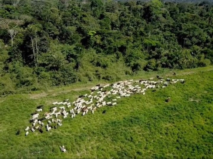 É possível conciliar o agronegócio e a Amazônia de pé? 
