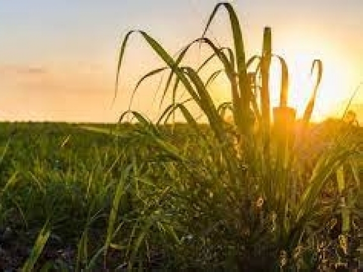 MP da venda direta moderniza mercado de etanol