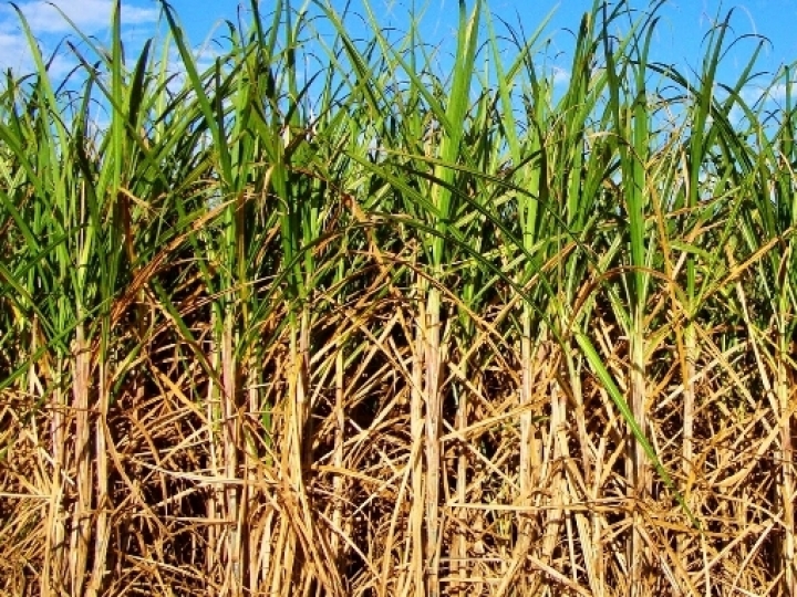 Nova redução na safra de cana-de-açúcar devido ao clima