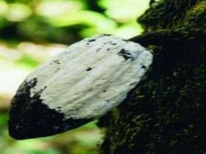 AIPC alerta produtores quanto importância de se controlar a monilíase do cacau