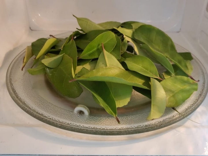 Secagem de erva-mate por micro-ondas preserva coloração e propriedades químicas