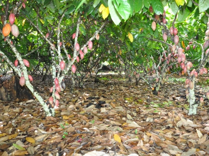 Inmet firma a primeira apólice do Seguro Paramétrico para produção de cacau no sul da Bahia