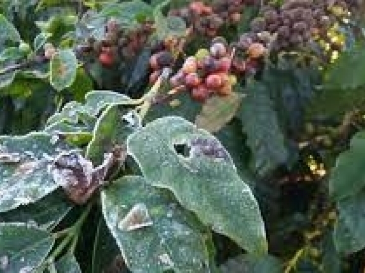 Corteva Agriscience lança websérie para auxiliar o cafeicultor a evitar riscos e prejuízos da geada no cafezal 