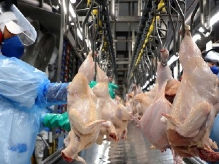 Japão abre mercado para o material genético avícola do Brasil