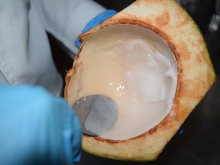 Projeto desenvolve novos produtos com a polpa branca de coco-verde