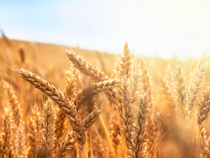 RS: sanidade e bom desenvolvimento nas lavouras de trigo