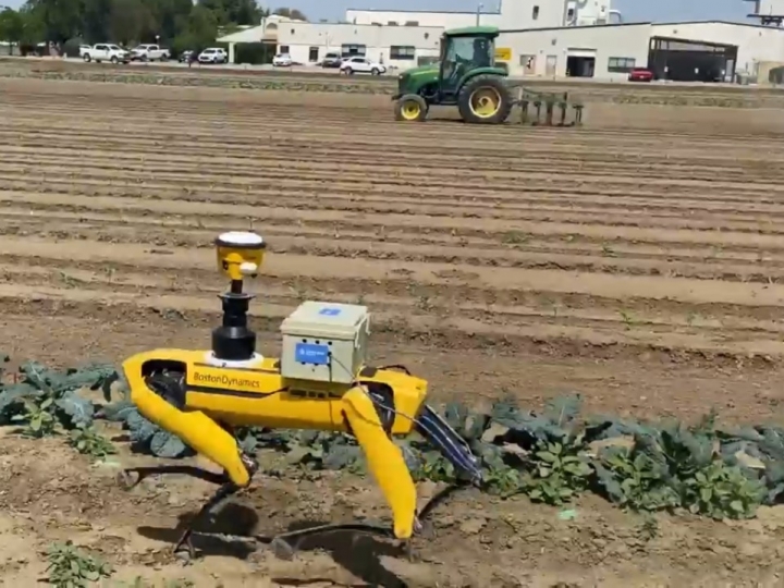 Robôs portáteis caminham pelas lavouras