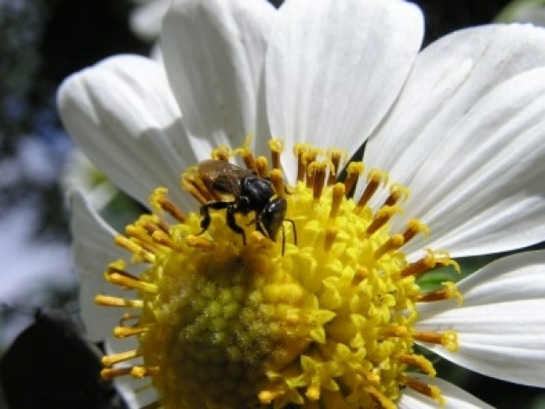 Estudo indica que a proporção de cobertura florestal em áreas do Corredor Ecológico Cantareira-Mantiqueira influencia as concentrações de metais tóxicos acumulados em abelhas jataí encontradas na área de proteção ambiental (foto: Cristiano Menezes/Fototec