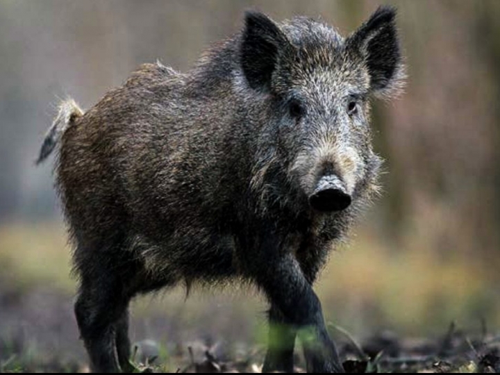 I Circuito Estadual de Capacitação Sanitária para os Controladores de Javali do Estado de São Paulo