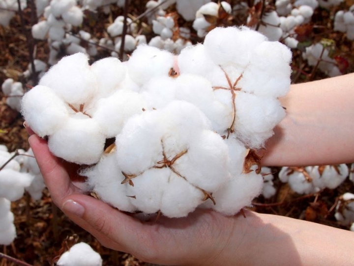 Mosaic Fertilizantes participa do Congresso Brasileiro de Algodão