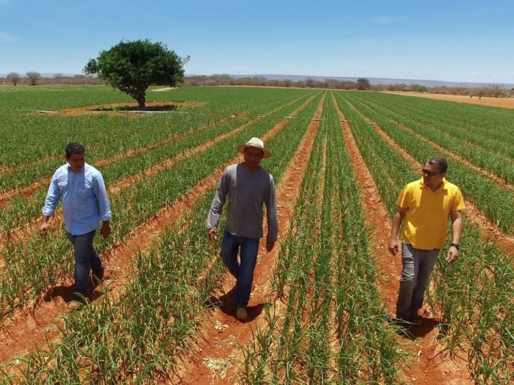 Produtores do semiárido brasileiro utilizam irrigação por gotejamento 