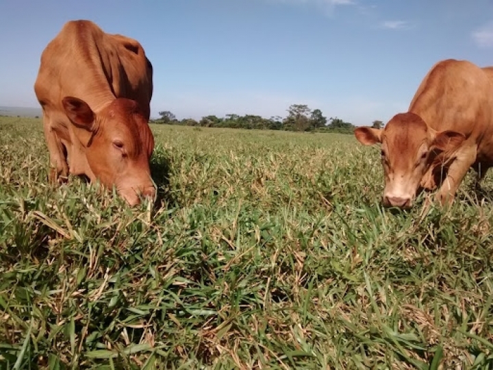 Bactérias em plantas e animais de interesse econômico são tema de próximo webinar do IB