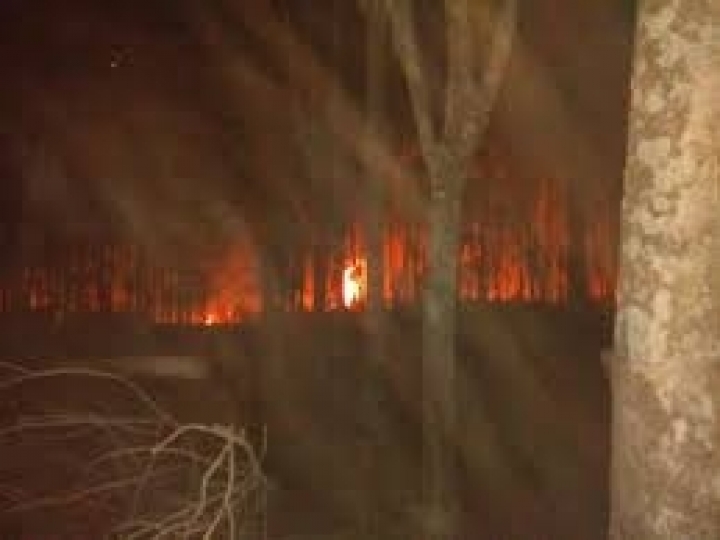 Pesquisadores da APTA Regional orientam para prevenção de incêndios em seringais