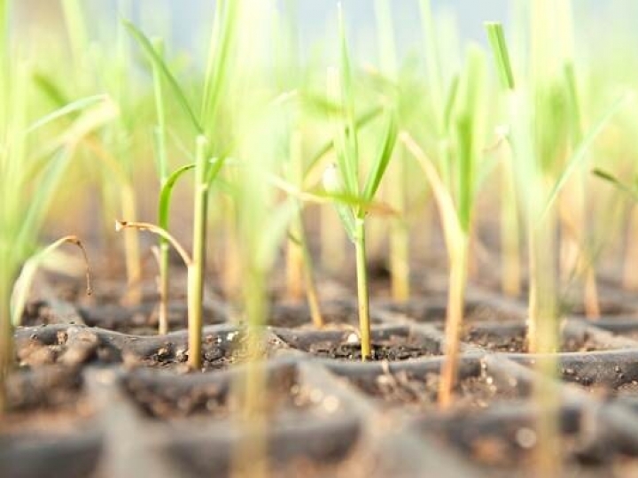 CTC tem o maior acervo genético do Brasil