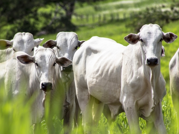 Aumentar o nível de suplementação dos animais é uma alternativa para garantir bons resultados nesta fase de transição do período da seca para as chuvas.  Foto: Divulgação