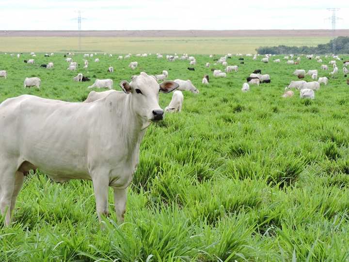 Monitoramento remoto irá mapear a intensificação sustentável da agricultura brasileira