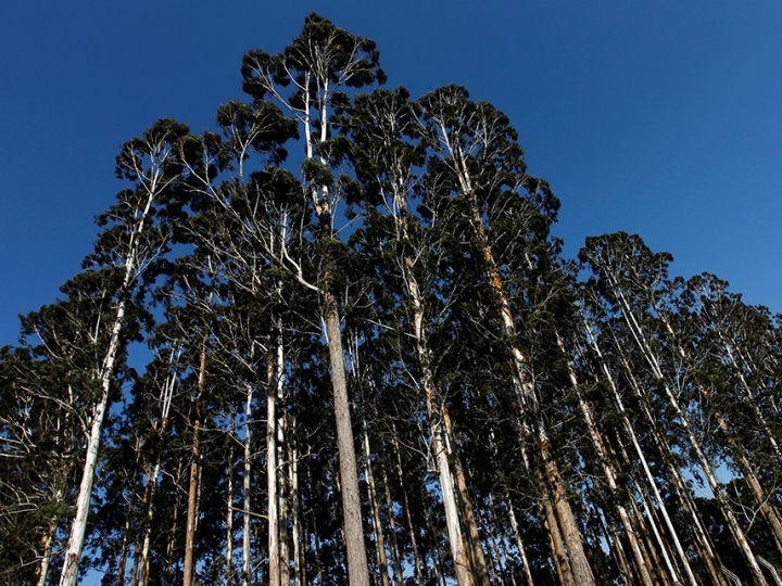 Pesquisa analisa possíveis impactos das mudanças climáticas na cultura de eucalipto