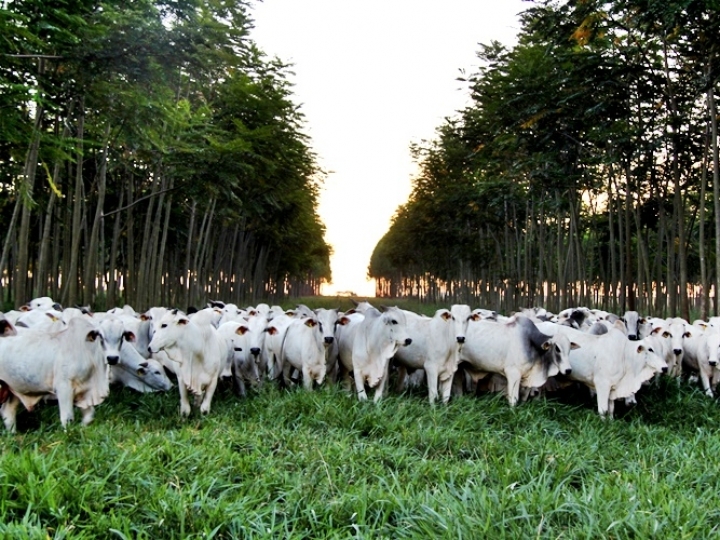 ILPF em propriedades leiteiras é tema de webinar da Embrapa