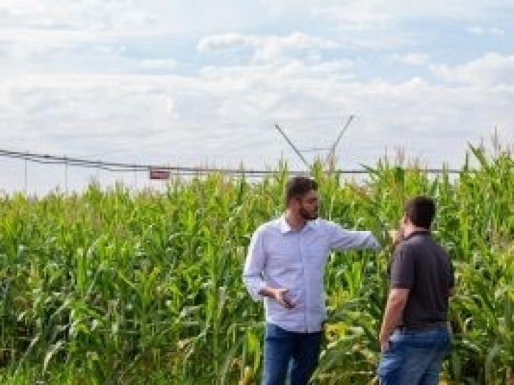 Irrigação possibilita o cultivo de batata doce 