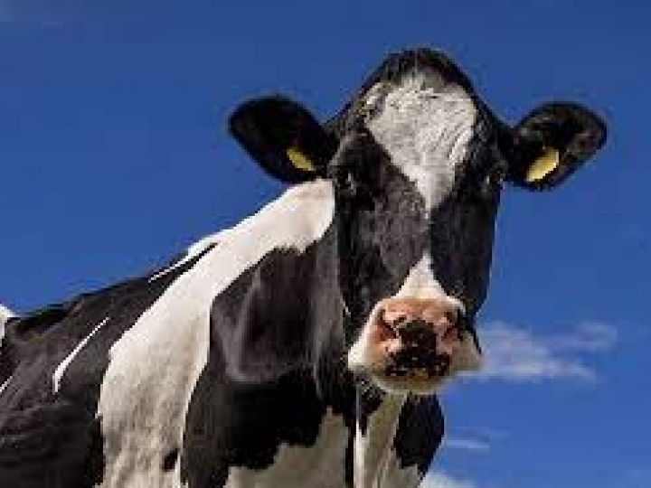 Fatores que influenciam no controle da mastite além do tratamento com antibióticos